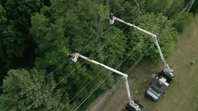 How Our Tree Care Process Works  in  Peshtigo, WI