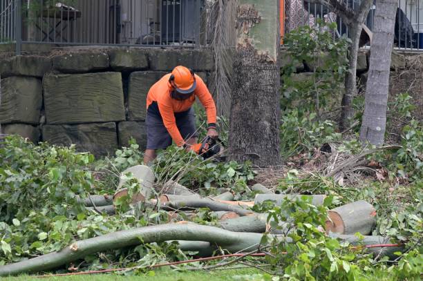 Trusted Peshtigo, WI  Tree Services Experts